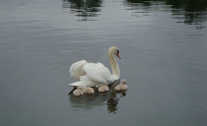Mother Swan with her Babies