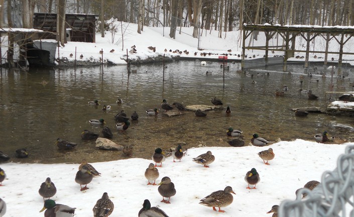 The Birds of Harrison Park
