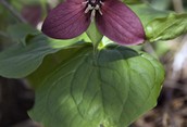 Purple Trillium