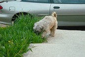 Griffen eating grass