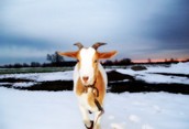 Goat Out For a Walk
