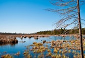 Copeland Forest Marsh