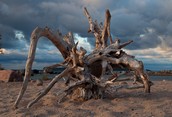 Awenda park stump