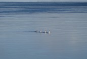 New Years Eve Swans