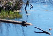 Sunning Turtles