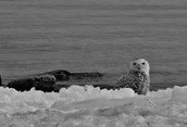Snowy Owl Morning