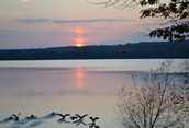Midland's Little Lake Wildlife