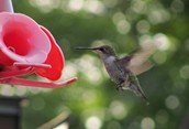 Hummingbird