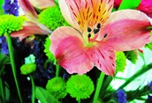 Spring Flowers