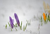 Snowy Spring
