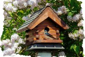 A Swallow makes a home in spring.