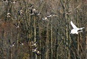 Trumpeters