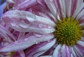 Mother's Day Flowers