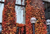 Library in the Fall