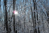 Sunlight Through the Trees